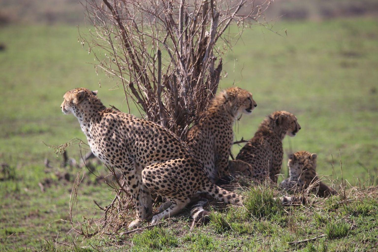 3 dagars Masai Mara Group Budget safari i 4x4 Jeep Daily Tour