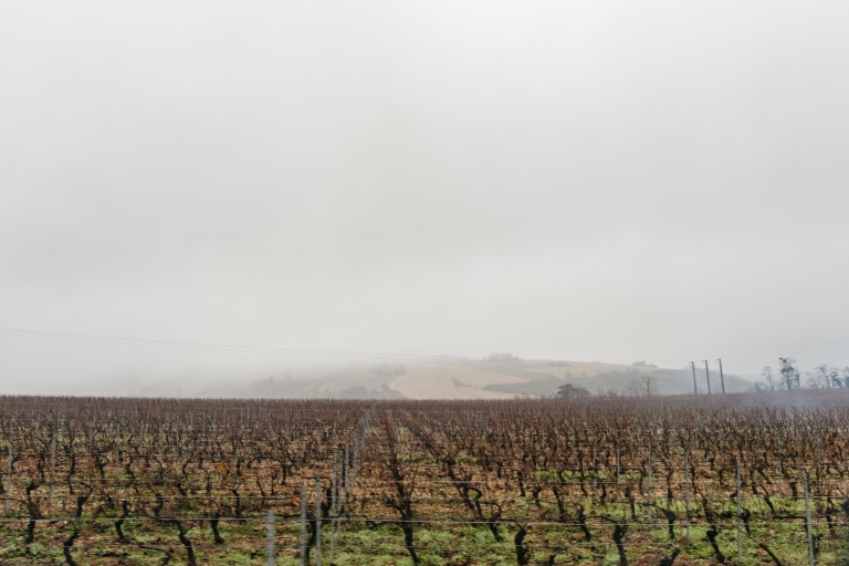 Bourgogne: visite des vignobles