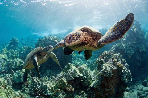 Nusa Penida: Ganztägiges Schnorcheln mit Manta-Rochen am Manta PointSchnorcheln und Westland Tour (Treffpunkt - Penida Port)