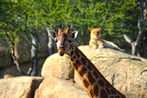 Walencja: Bilet wstępu do Bioparc Valencia