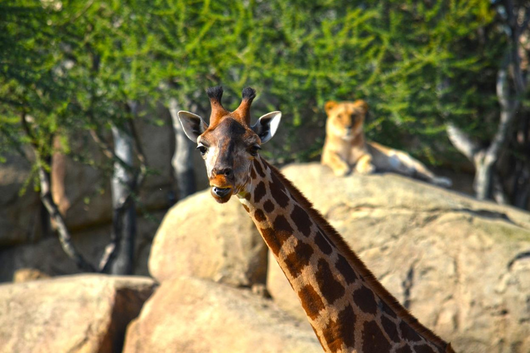 Valencia: Bioparc Valencia Biljett för inträde