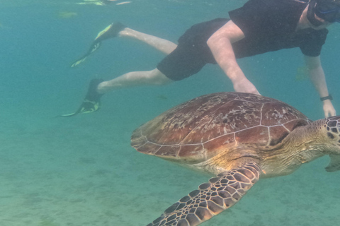 Mirissa: Guided Sea Turtle Snorkeling Experience