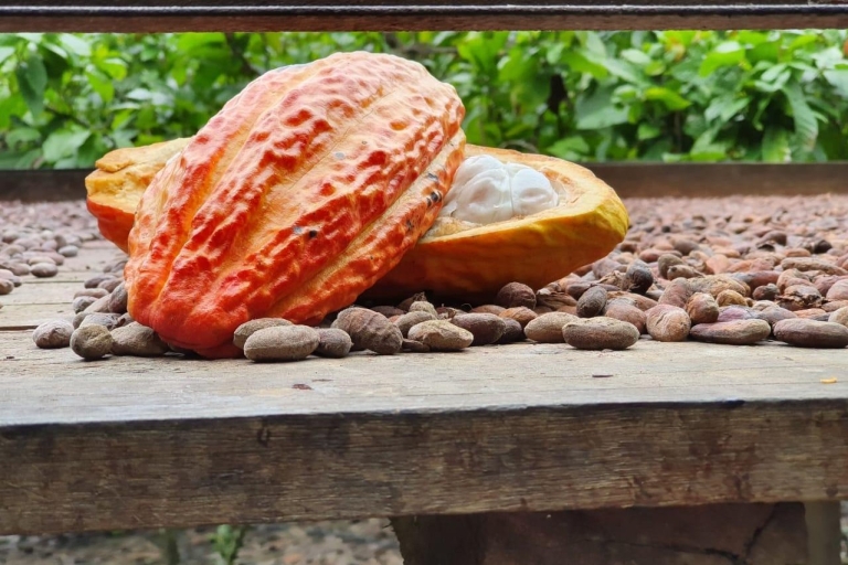 Paso Del Mango. Cacao Experience.