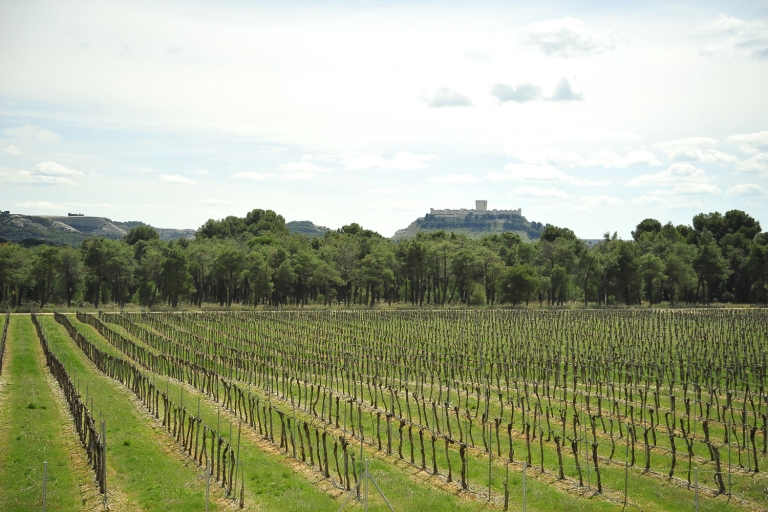 De Madrid: Ribera del Duero Visite de 3 vignobles différents
