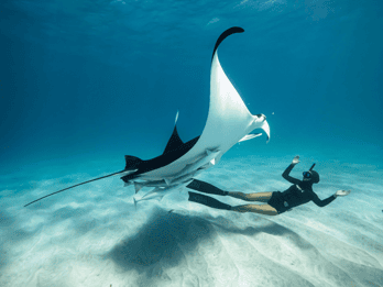 Isla de Nusa Penida: Excursión de snorkel a Manta Point y Costa Oeste