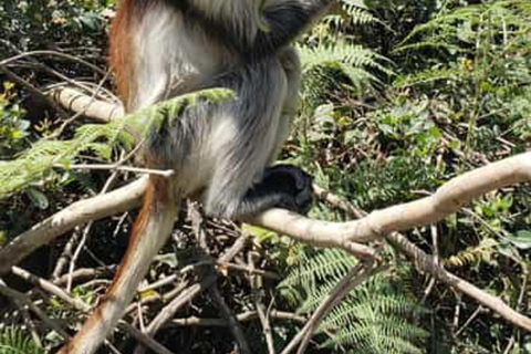 Zanzibar : visite d'une plantation d'épices, de la forêt de Jozani et du Butterfly CenterZanzibar : Visite d'une plantation d'épices, de la forêt de Jozani et du centre des pap