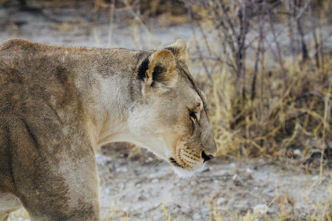 Windhoek: 3-Day Guided Safari in Etosha with Lodge