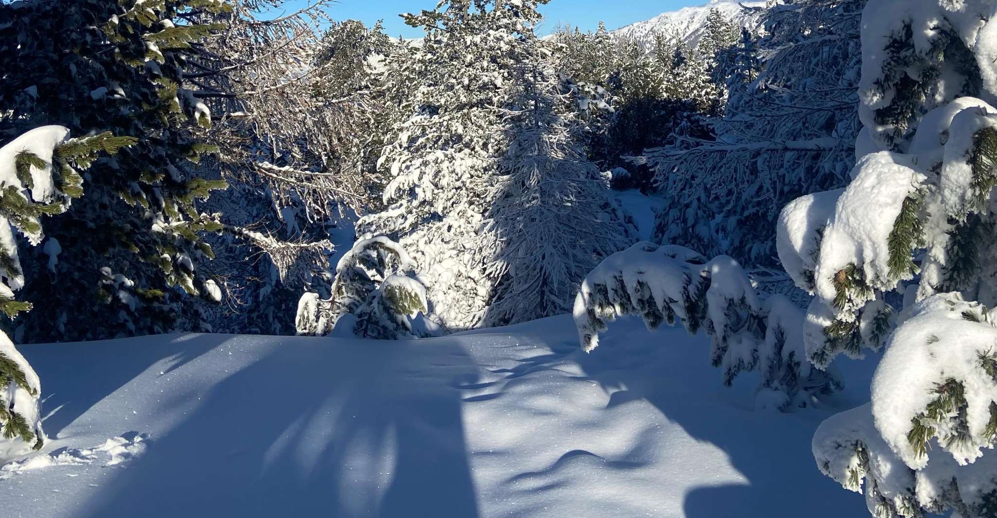 Vialattea, Snowshoeing into the snowy forest - Housity