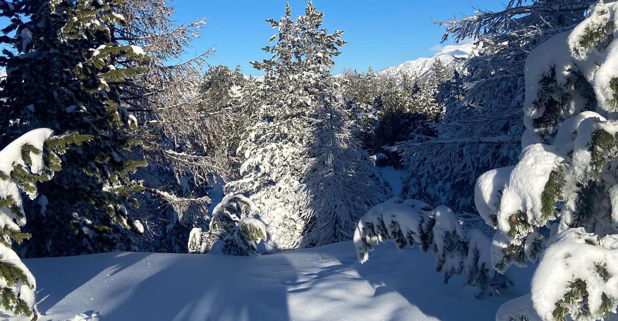 Vialattea, Snowshoeing into the snowy forest - Housity