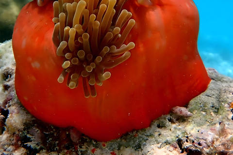 Excursion d'une journée dans les îles Kwale avec plongée en apnée et déjeunerZanzibar : plongée en apnée et croisière en boutre sur les bancs de sable avec déjeuner