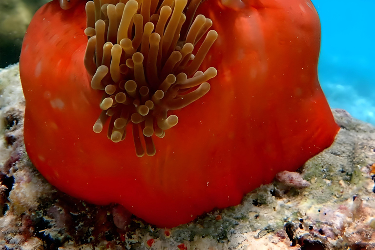 Excursion d'une journée dans les îles Kwale avec plongée en apnée et déjeunerZanzibar : plongée en apnée et croisière en boutre sur les bancs de sable avec déjeuner