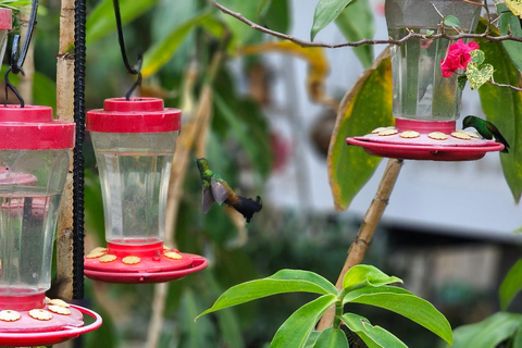 Trinidad: excursión de un día para observar aves con Yerette y CaroniTrinidad: Excursión de un día para observar aves con Yerette y Caroni
