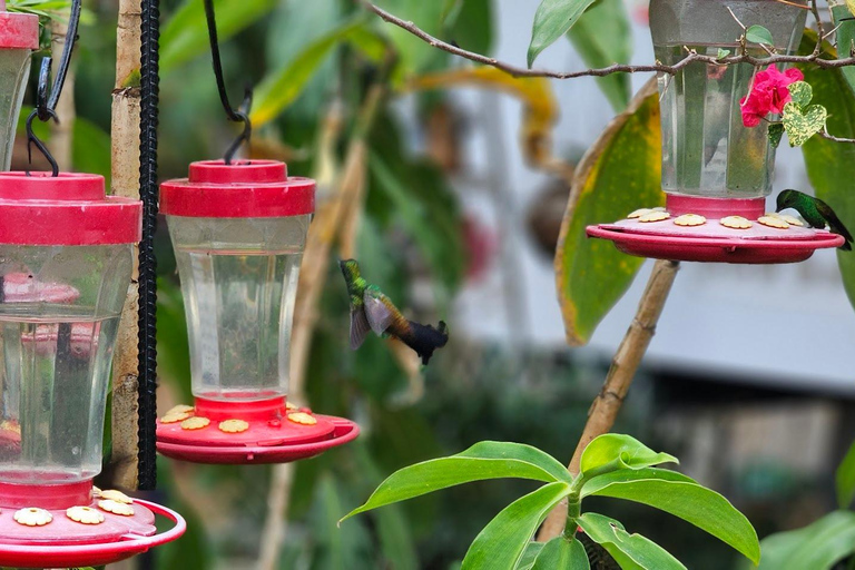 Trinidad: excursión de un día para observar aves con Yerette y CaroniTrinidad: Excursión de un día para observar aves con Yerette y Caroni