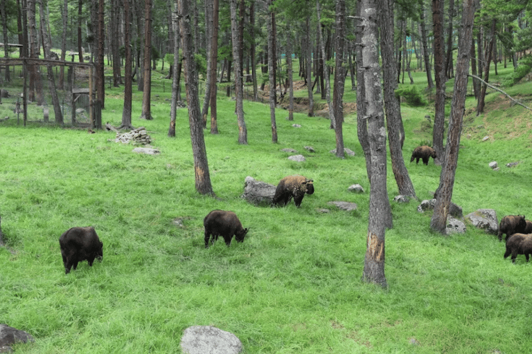 All Inclusive Thimphu Full or Half Day City Tour with Lunch