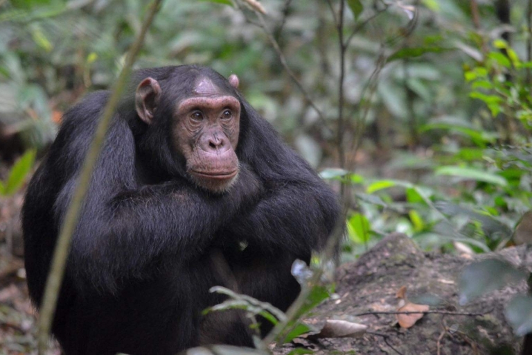 5 jours de safari en Ouganda pour observer les gorilles et les chimpanzés