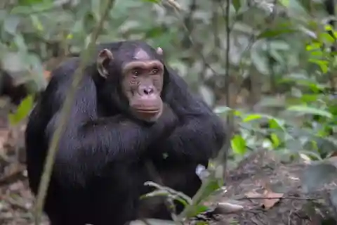 5 Days Uganda Gorilla and Chimpanzee Safari