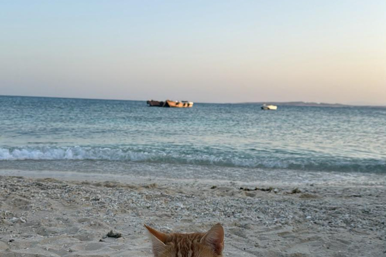 Hurghada: Private Speedboat to Magawish Island 8-hour Private Speedboat With Lunch