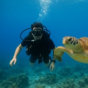 Koh Tao: Beginner Scuba Diving Experience with Gear Koh Tao: Beginner Scuba Diving Experience with Gear