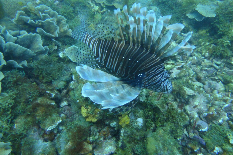 Scuba Diving In Baru Mas Pasadia Playa Tranquila