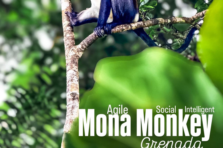 Grenada: Rivier Tubing en Grand Etang Meer Tour