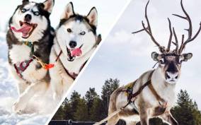 Combo Tour\Husky and Reindeer Sledding Ride in Levi