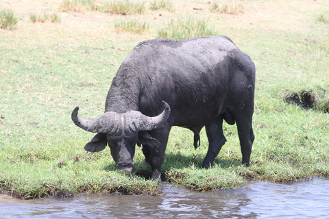 Victoria Falls: Safari game drive tour 3 hours