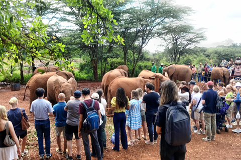 Giraffe Center, Elephant Orphanage And Bomas Of Kenya Visit