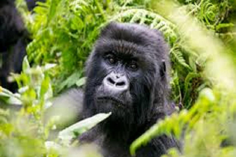 Entebbe: 4-Day Gorilla and Chimpanzee Trekking Tour