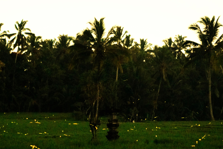 Bali: Magical Night Firefly Tour & Authentic Culture insight