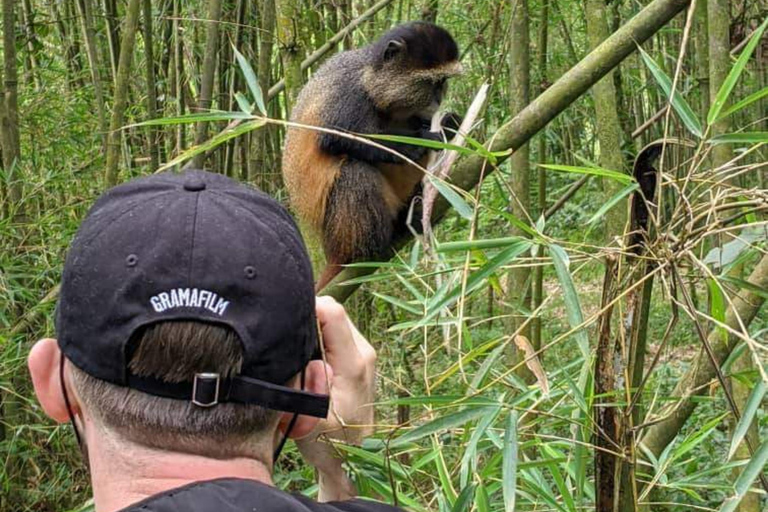 Au départ de Kigali : Safari de 2 jours au Rwanda pour faire du trekking avec les gorilles