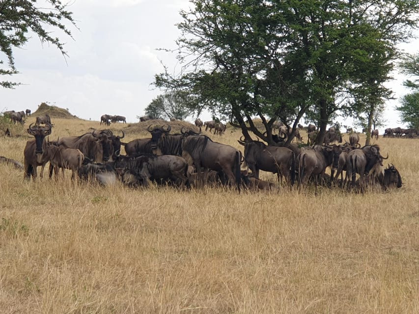 Safari De D As En Tanzania Last Minute Manyara Serengeti Getyourguide