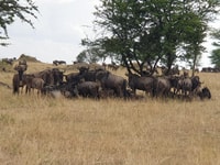 5 jours en Tanzanie en petit groupe partageant safari - Housity