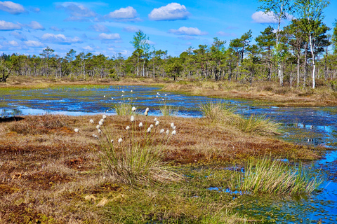 Ķemeri Bogs Adventure: Explore Wetlands In Bog Shoes