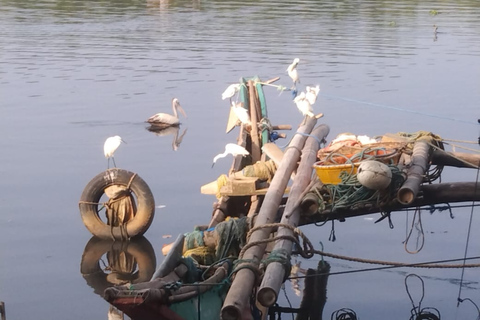 Hamilton Canal Boat Sapari & Negombo Mangrove Sightseeing