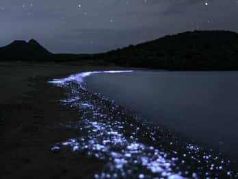 Cat Ba : Lan Ha Bay Bioluminescent Plankton Kayak Boat Tour