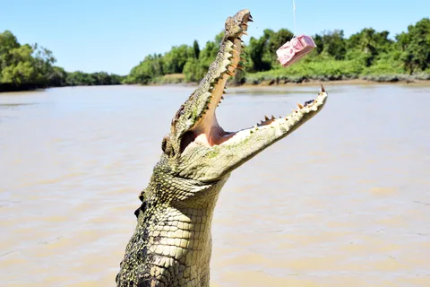 Darwin: Pathfinder Original Jumping Crocodile Cruise