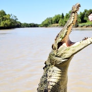 Darwin: Pathfinder Original Jumping Crocodile Cruise