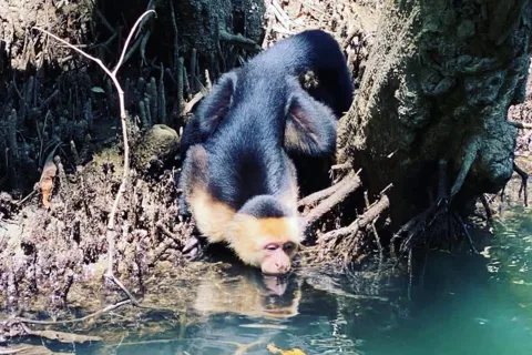 Monkey Mangrove Tour