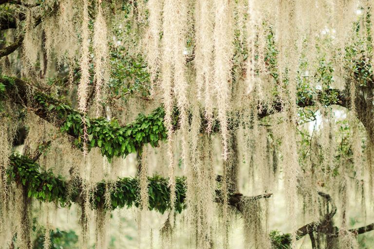 Savannah: Visita al Cementerio de Buenaventura