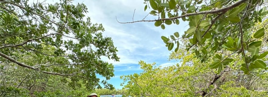 Visite de la mangrove de la réserve Robinson