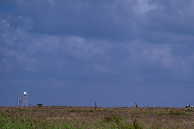 Nairobi: National Park Game Drive with Local Guide