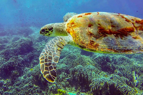 Phuket/Khao Lak : Circuit aventure sur les îles Similan avec 3 repasKhaolak : Circuit d&#039;aventure sur les îles Similan avec 3 repas