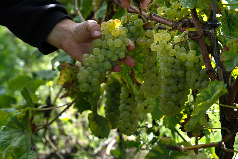 Boat trip & wine tour in Bruges
