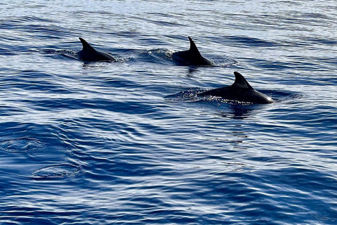 São Miguel, Azores: Whale and Dolphin Watching Tour