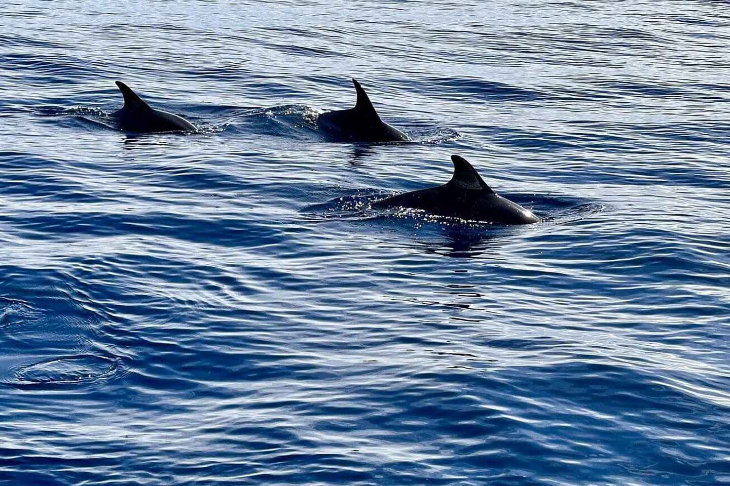 São Miguel, Azores: Whale and Dolphin Watching Tour