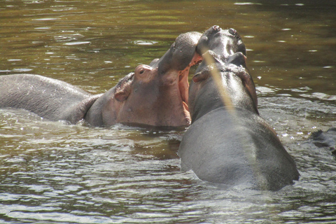 Dagsutflykt till Masai Mara nationalpark &amp; besök i Masai Village