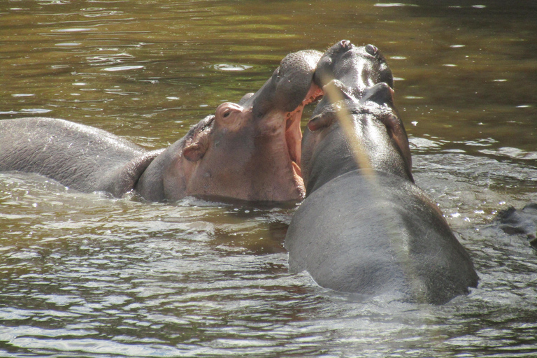 Dagsutflykt till Masai Mara nationalpark &amp; besök i Masai Village