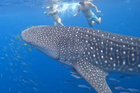 Puerto Princesa : Observation des requins-baleines à bord d&#039;un yacht avec déjeuner