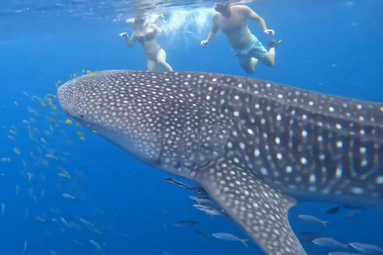 Puerto Princesa : Observation des requins-baleines à bord d&#039;un yacht avec déjeuner