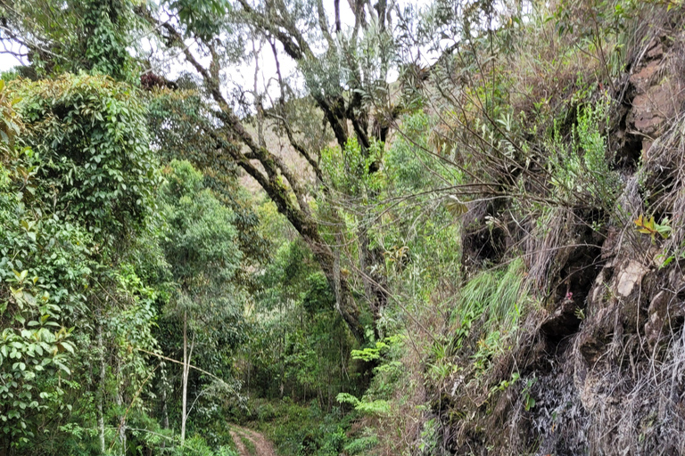 CAMINHO DO OURO - Guided tour Atlantic Forest, Waterfalls, Stories.